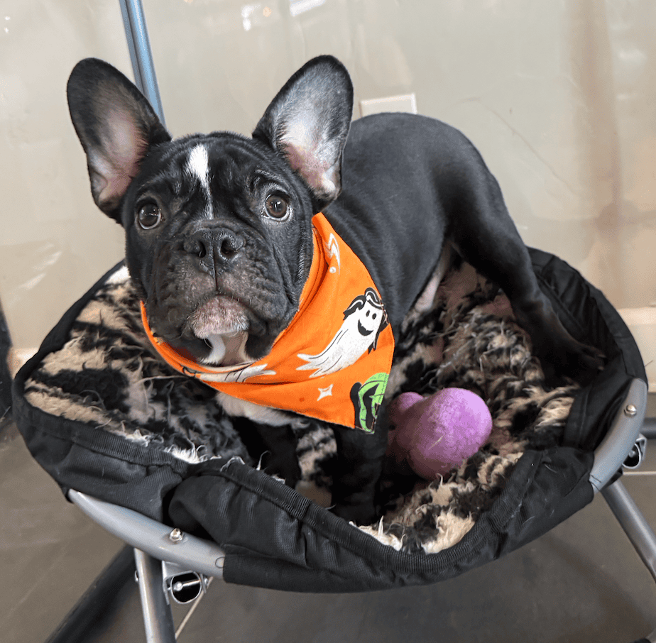 Screenshot 2025-09-29 at 7.30.01 PM